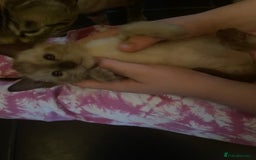 Bengal cats for sale: INTRODUCING 3 ❤️❤️❤️ BEAUTIFUL FELINES  - Image 7