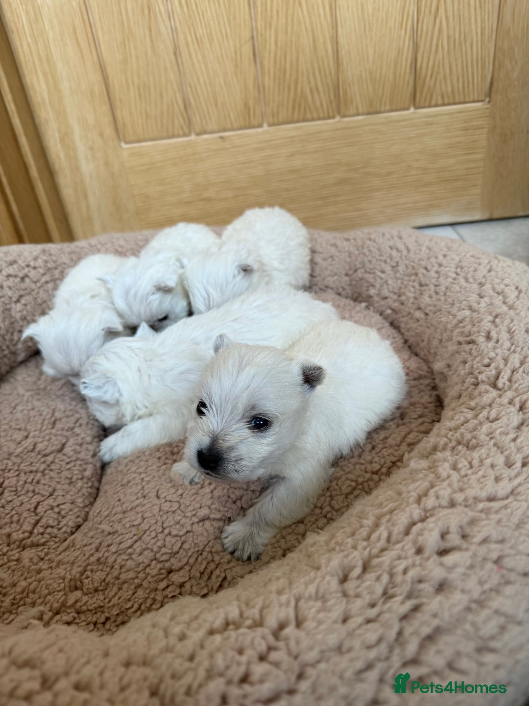West Highland Terrier dogs for sale: Polish Bloodlines KC Westies.  - Advert 6