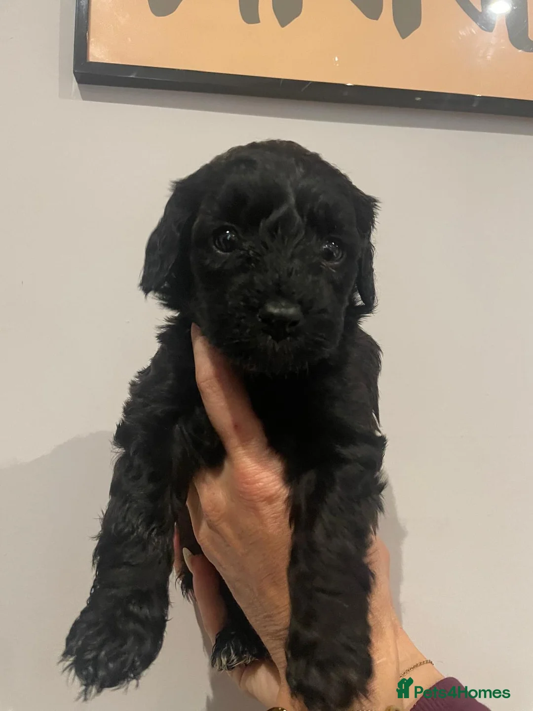 Cavapoo dogs for sale: Beautiful Cavapoo puppies for sale  - Advert 4