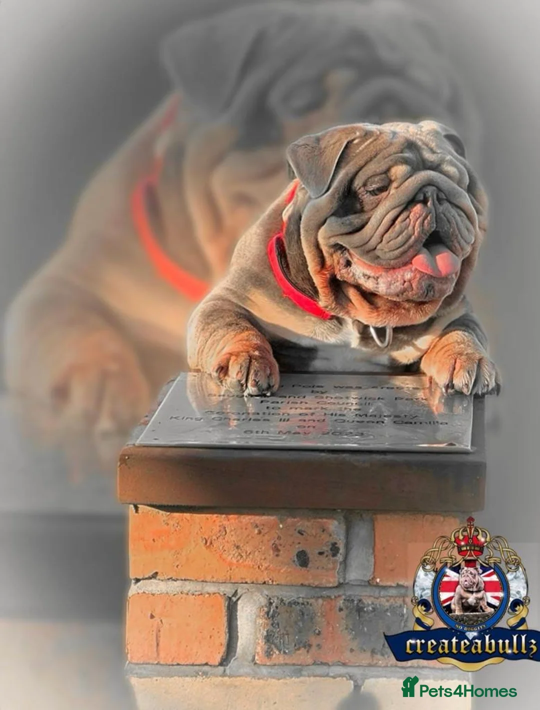 English Bulldog dogs for stud: CREATEABULLZ 🚨LOADED-LUX REDUCED  in Manchester - Advert 7