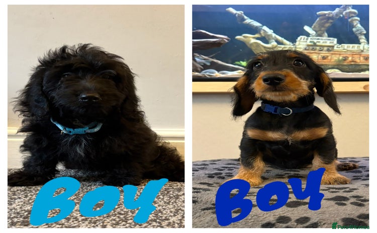 Mixed Breed dogs - Advert 2