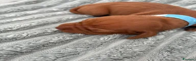 Hungarian Vizsla Puppy 3