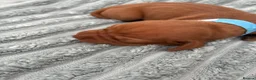 Hungarian Vizsla dogs for sale: Hungarian Vizsla Puppies in Bridgend - Advert 4
