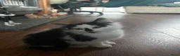 Mixed Breed cats for sale: Kittens for sale  - Advert 4
