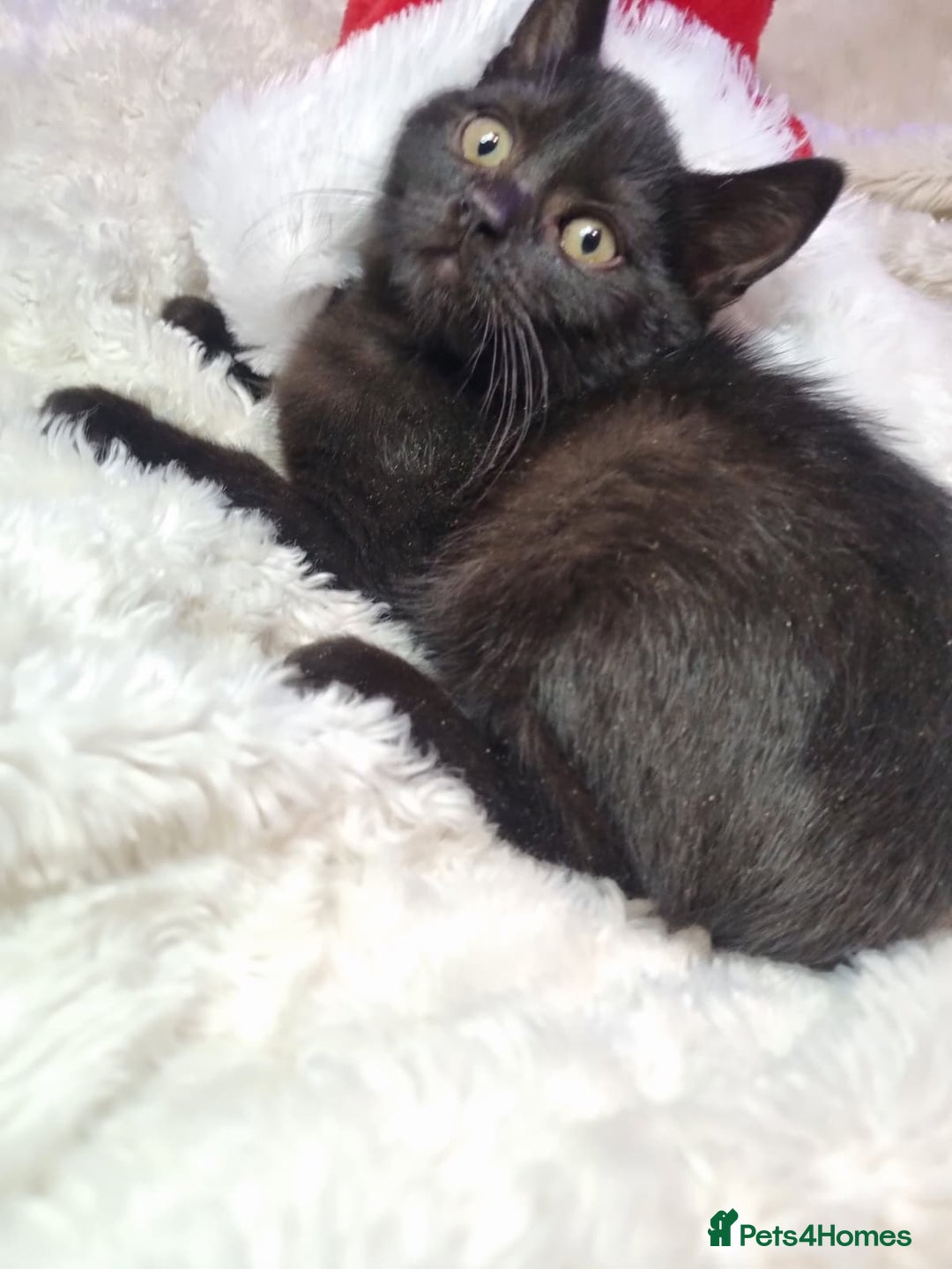 Lykoi cats for sale: Lykoi British short-haired kittens - Advert 2