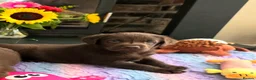 Labrador Retriever dogs for sale: Gorgeous Chocolate Labrador Puppies  - Advert 5
