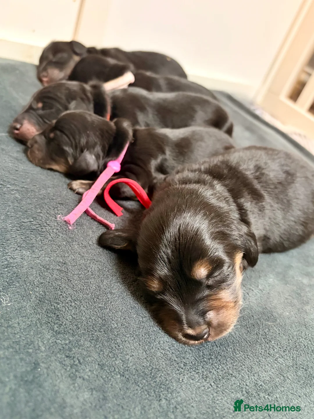 Miniature Dachshund dogs for sale: Pedigree Longhaired Miniature Dachshunds  in Johnstone - Advert 2