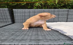 American Bully dogs for sale: 3 Stunning Pocket American bully  - Image 12