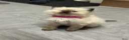 Ragdoll cats for sale: Pure Ragdolls/OPEN TO OFFERS - Advert 26