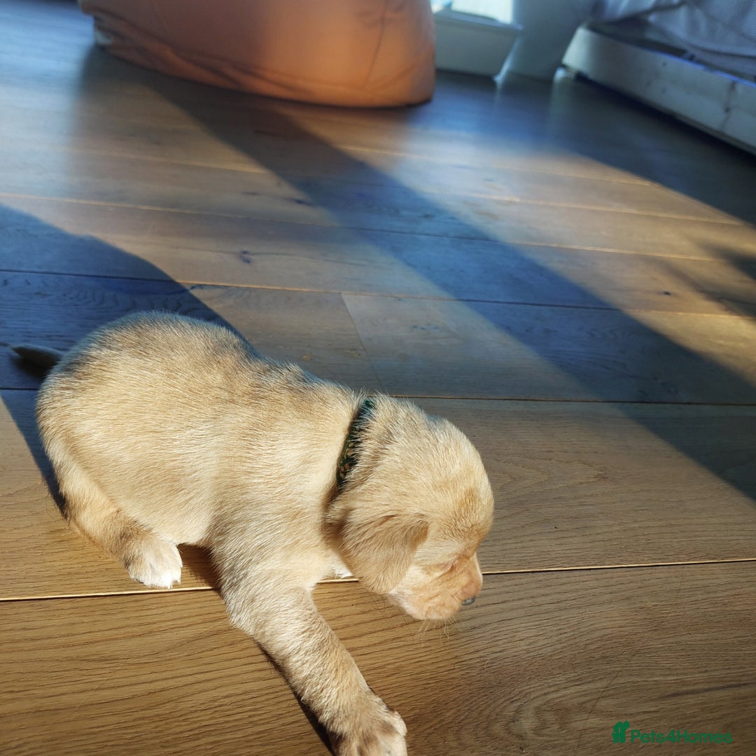 Labrador Retriever dogs for sale: Coco’s Labrador Puppies Seeking Loving Homes - Advert 14