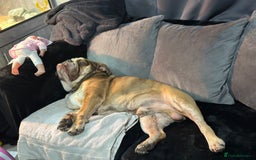 English Bulldog dogs for sale: British bulldog  - Image 2