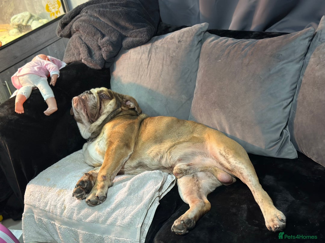 English Bulldog dogs for sale: British bulldog  - Image 2