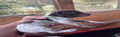 German Shorthaired Pointer 2