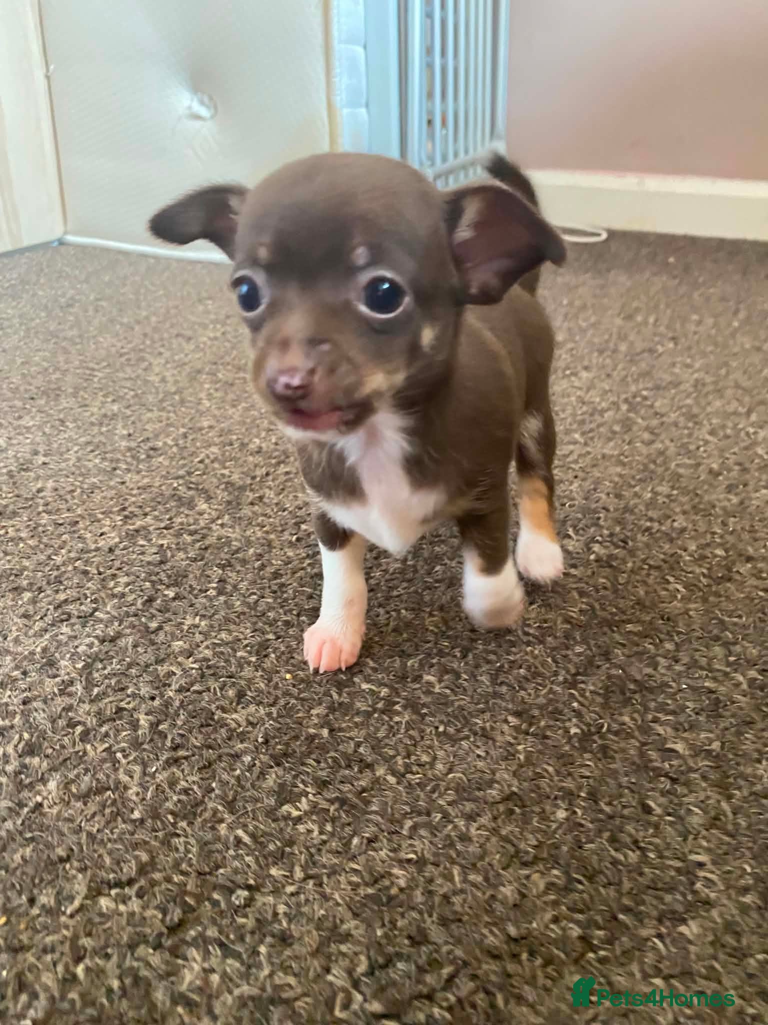 Chihuahua Puppy 1