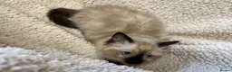 Ragdoll cats for sale: Ragdoll kittens  - Advert 2