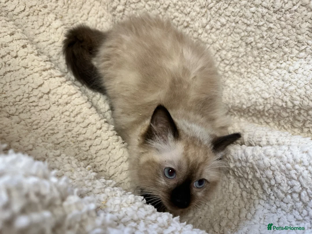 Ragdoll cats for sale: Ragdoll kittens  - Advert 2