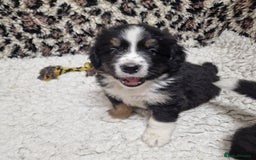 Mixed Breed dogs for sale: Bernewfie pups - Image 5