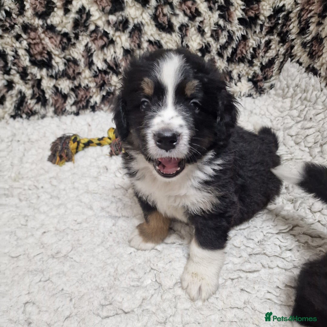 Mixed Breed dogs for sale: Bernewfie pups - Image 5