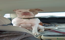 American Bulldog dogs for stud: American Bulldog for Studs  in Horley - Image 7
