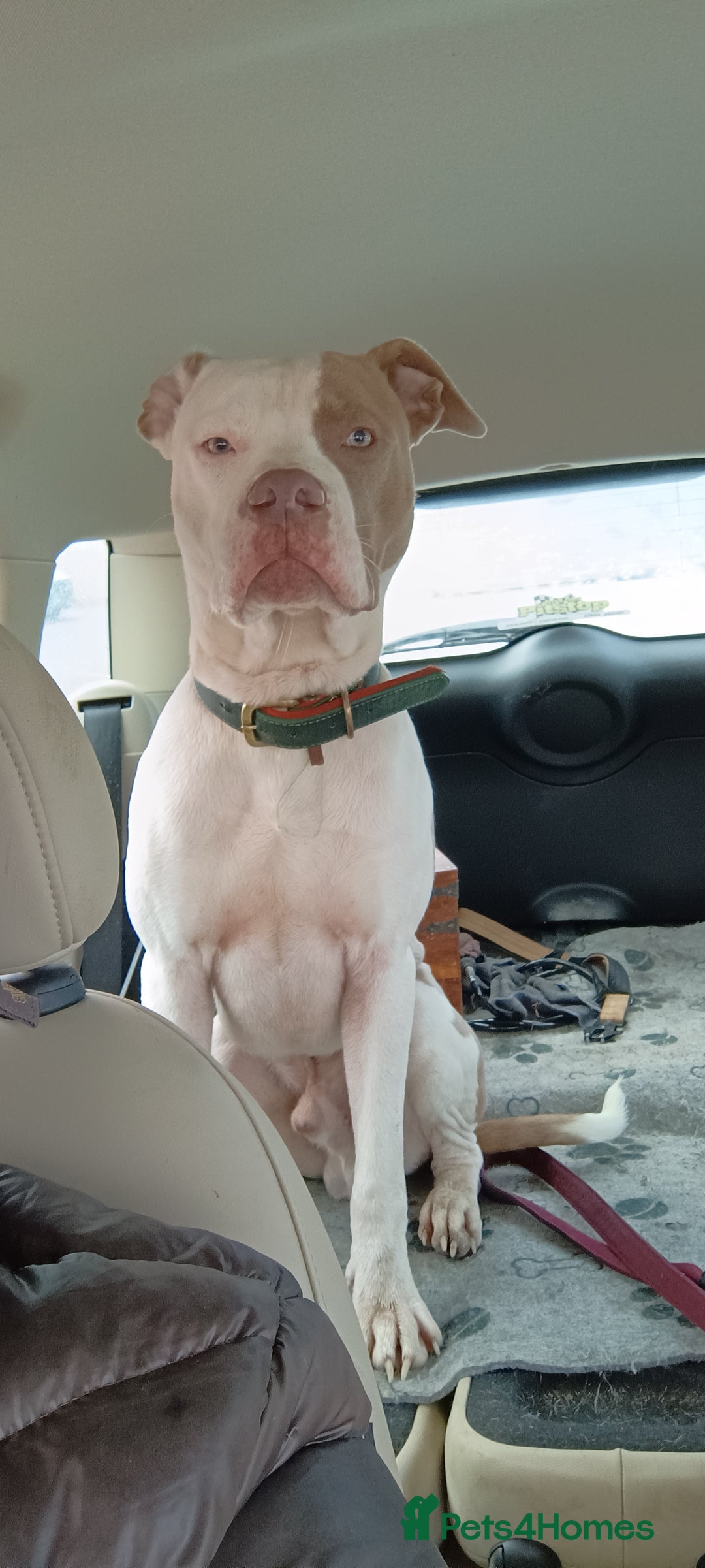 American Bulldog dogs for stud: American Bulldog for Studs  in Horley - Image 7