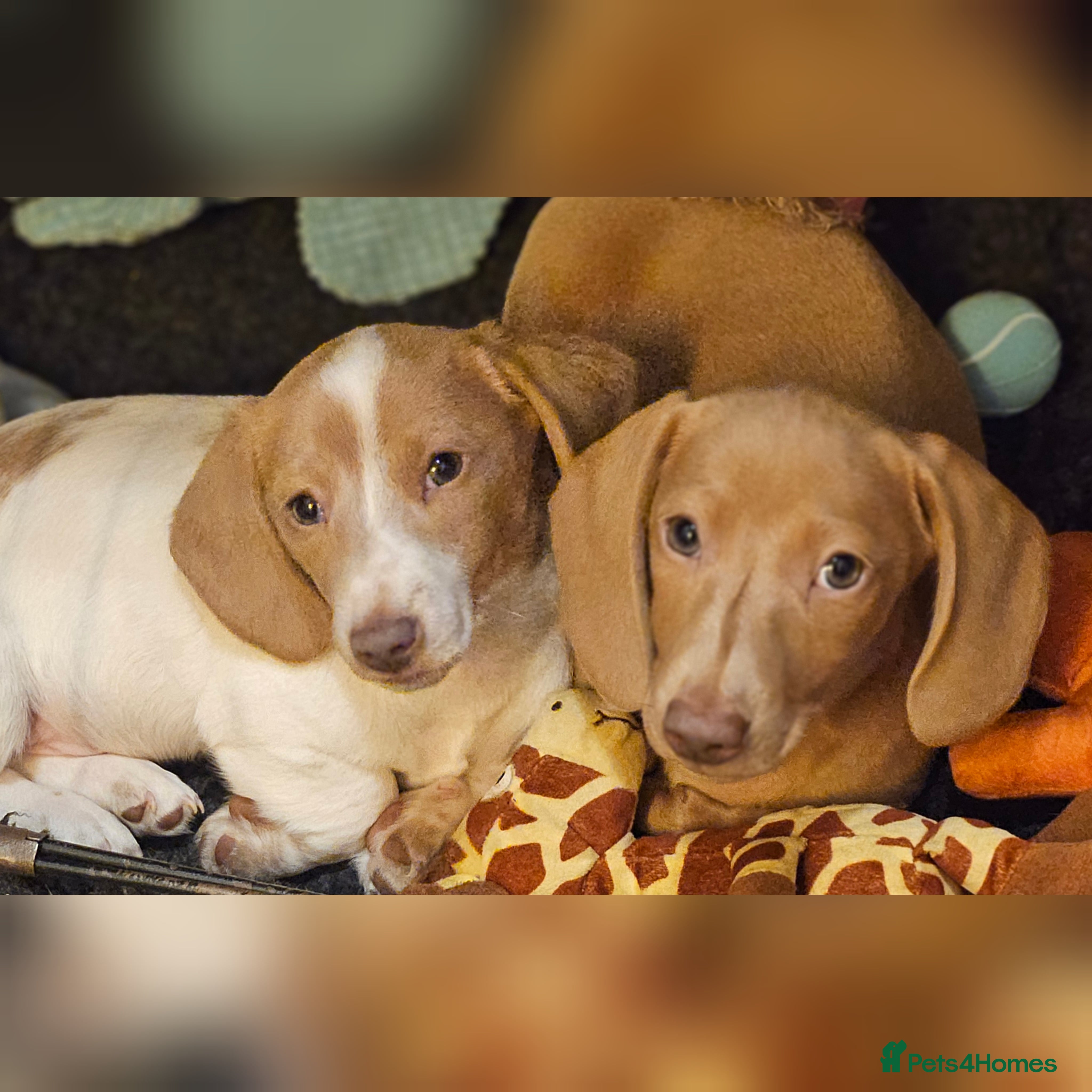 Miniature Dachshund dogs Ready to leave now kc miniature Dachshund puppies  - Advert 9
