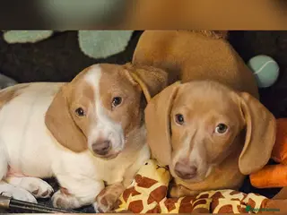 Miniature Dachshund dogs Ready to leave now kc miniature Dachshund puppies - Advert 8