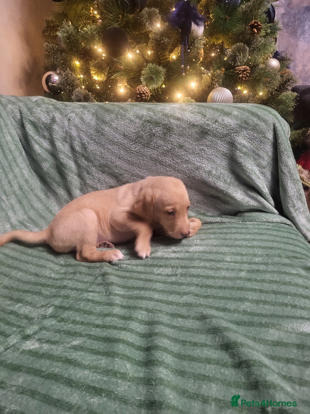 Labrador Retriever dogs for sale: KC registered labrador puppies - Advert 9