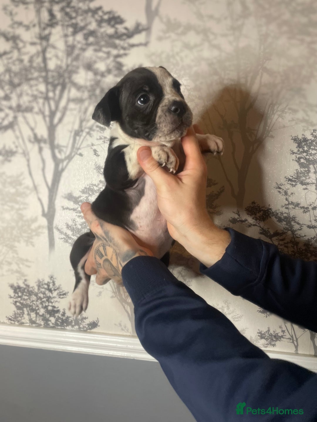 Shorty Bull dogs for sale: Proper pocket bully’s - Advert 21