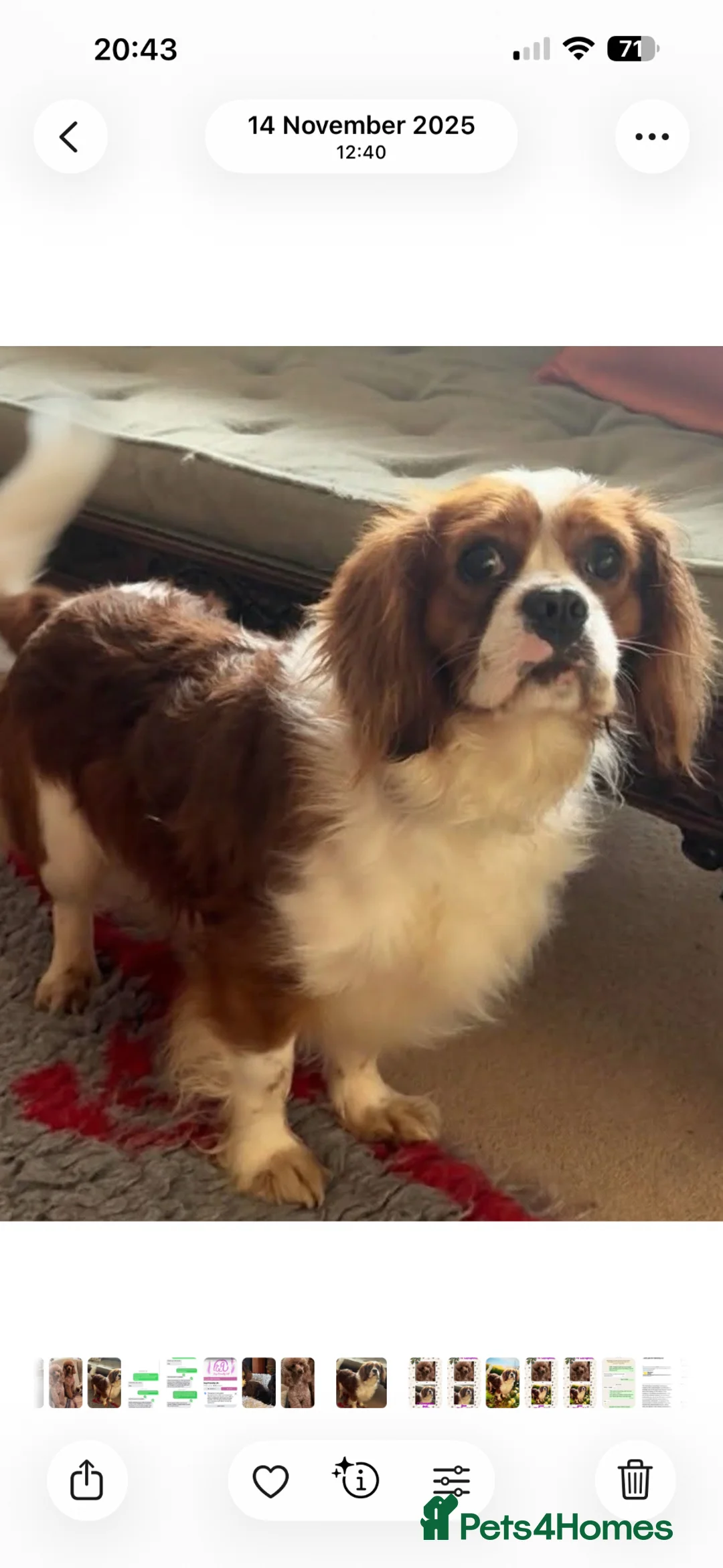 Cavalier King Charles Spaniel dogs for stud: Fully Health tested Cavalier at stud  - Advert 1