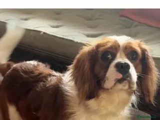 Cavalier King Charles Spaniel dogs Fully Health tested Cavalier at stud - Advert 6