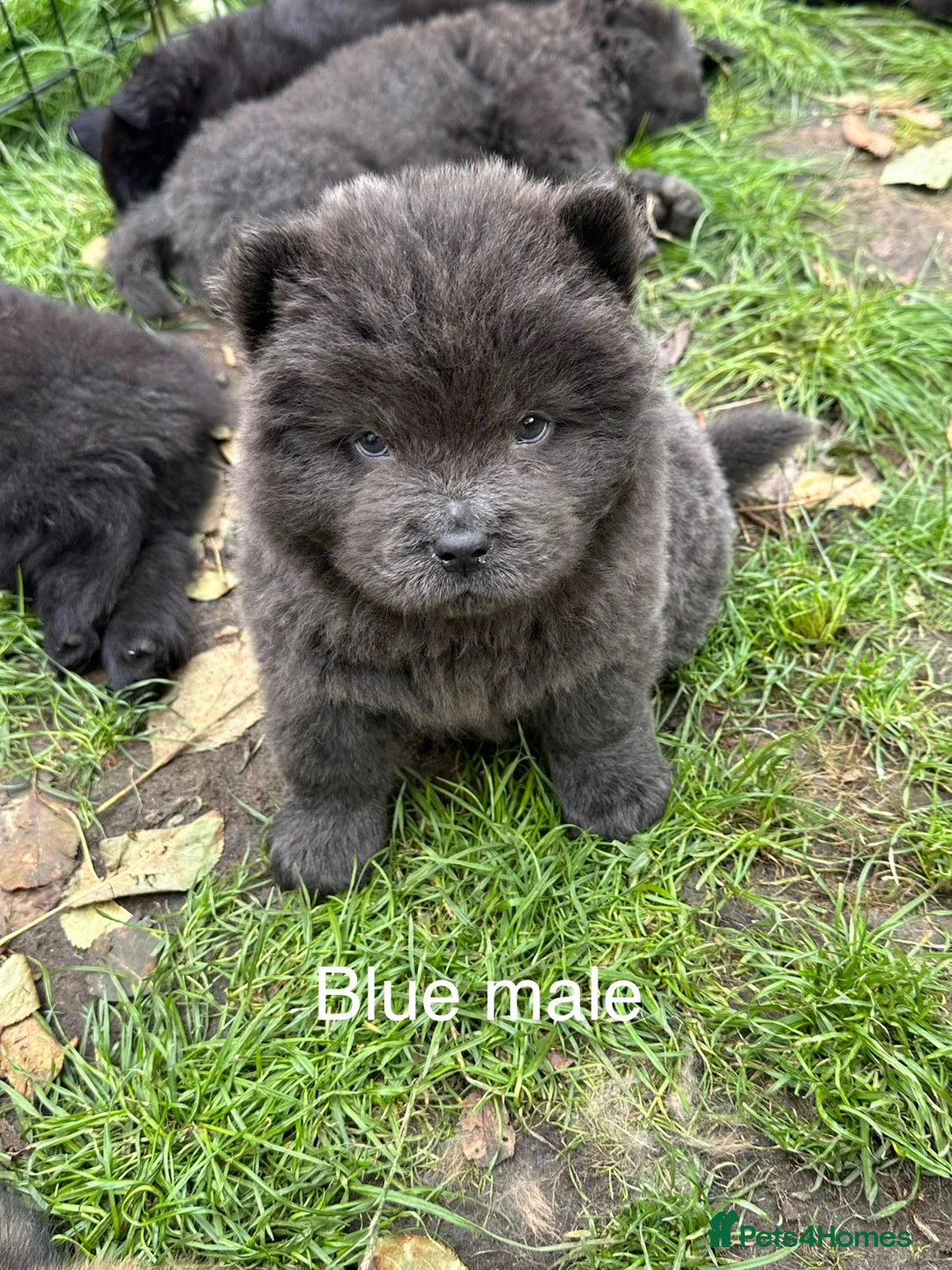 Chow Chow dogs for sale: Beautiful Chow Chow puppy - Advert 2