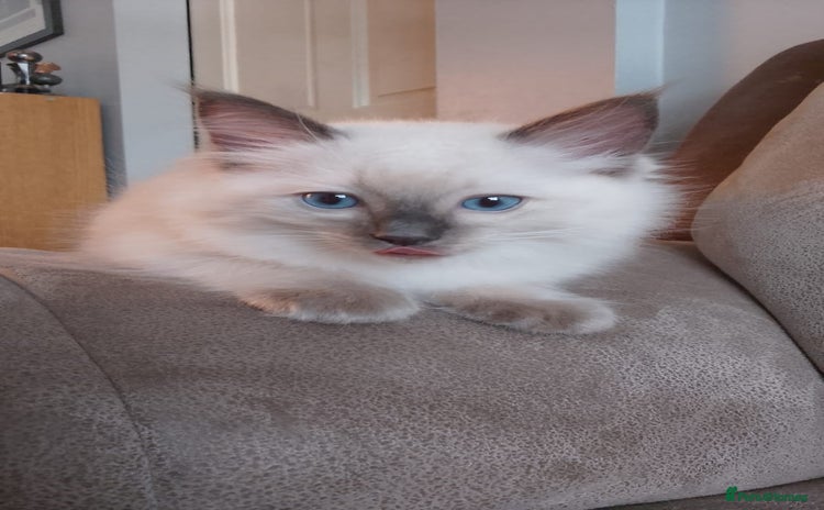 Ragdoll cats - Advert 4