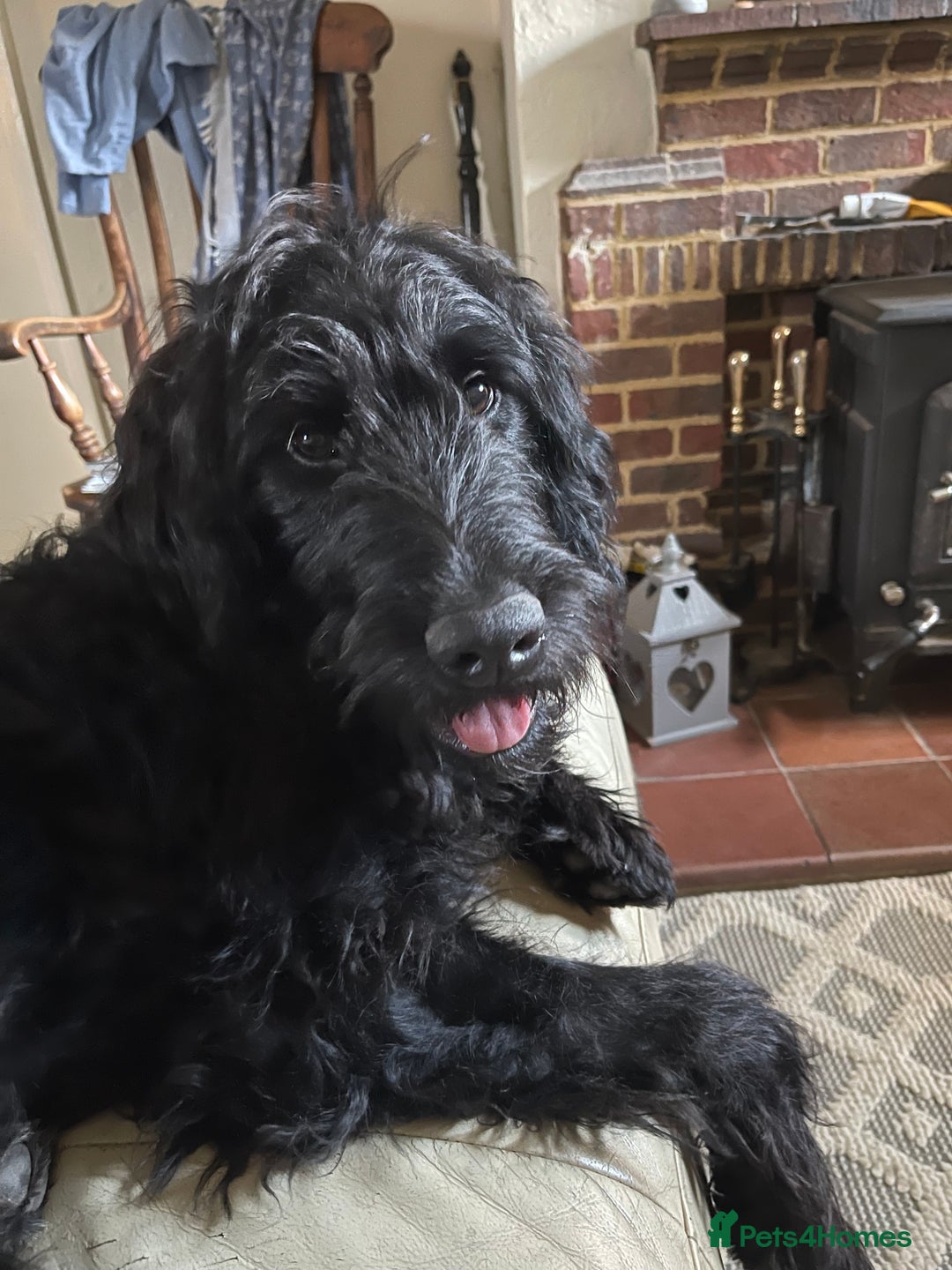 Goldendoodle dogs for sale: Black golden doodle  - Advert 2