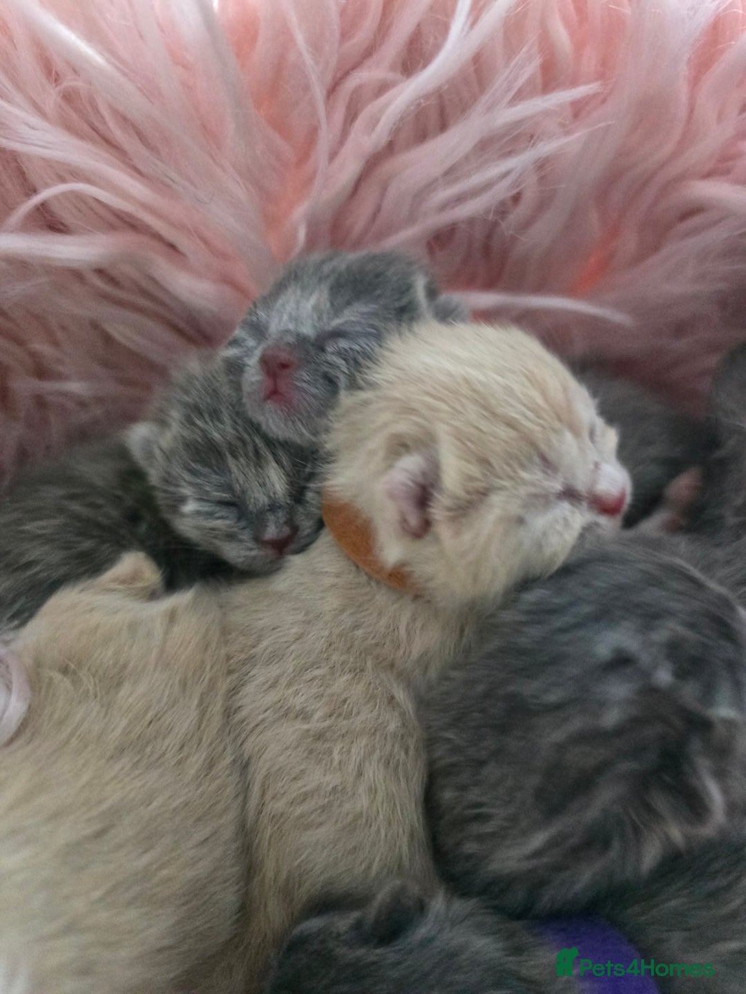British Shorthair cats for sale: Beautiful Kittens looking forever home 😍😸 - Image 6