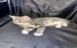 British Shorthair cats for sale: Silver grey tabby cats - Image 2