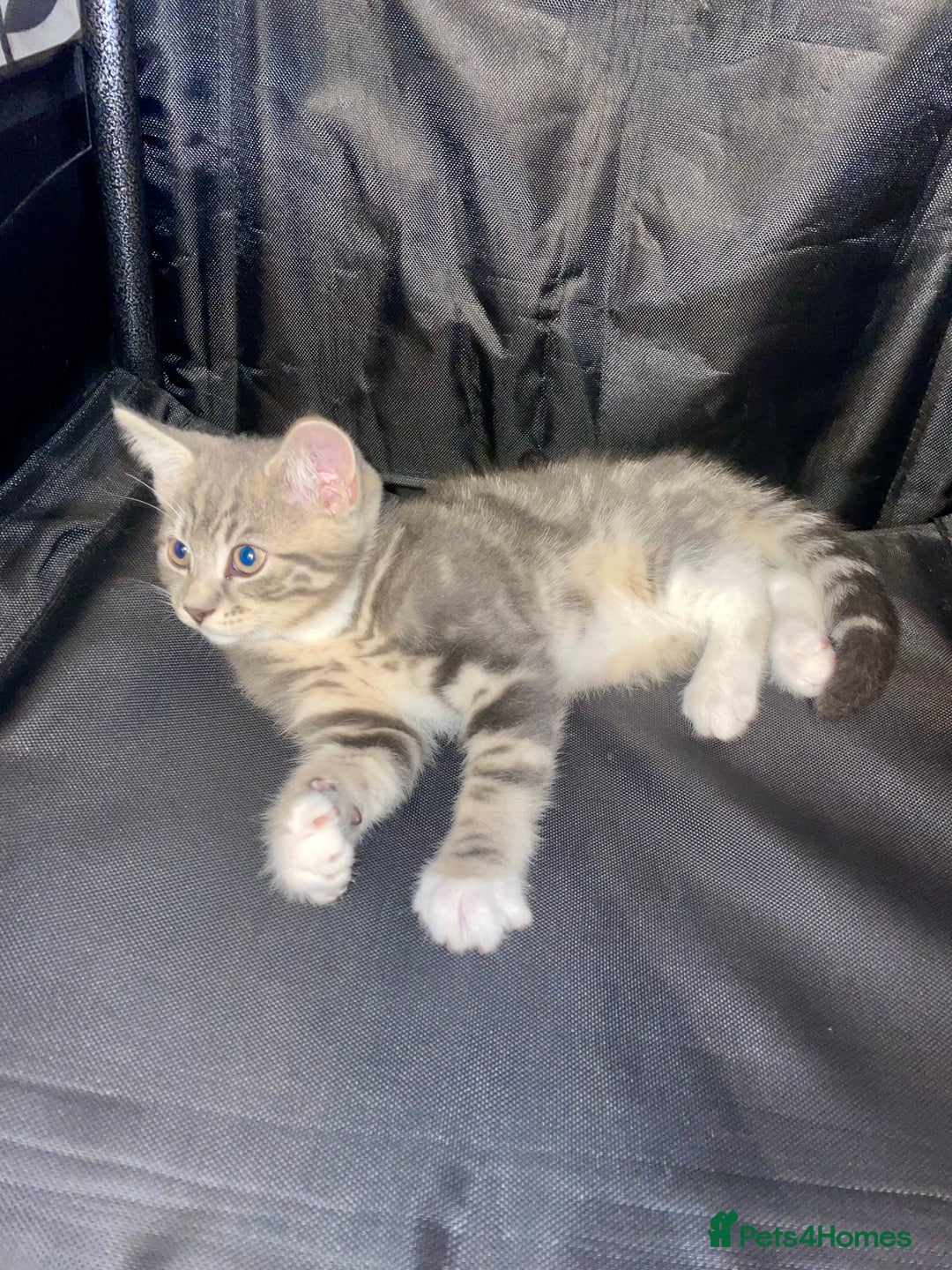 British Shorthair cats for sale: Silver grey tabby cats - Image 2