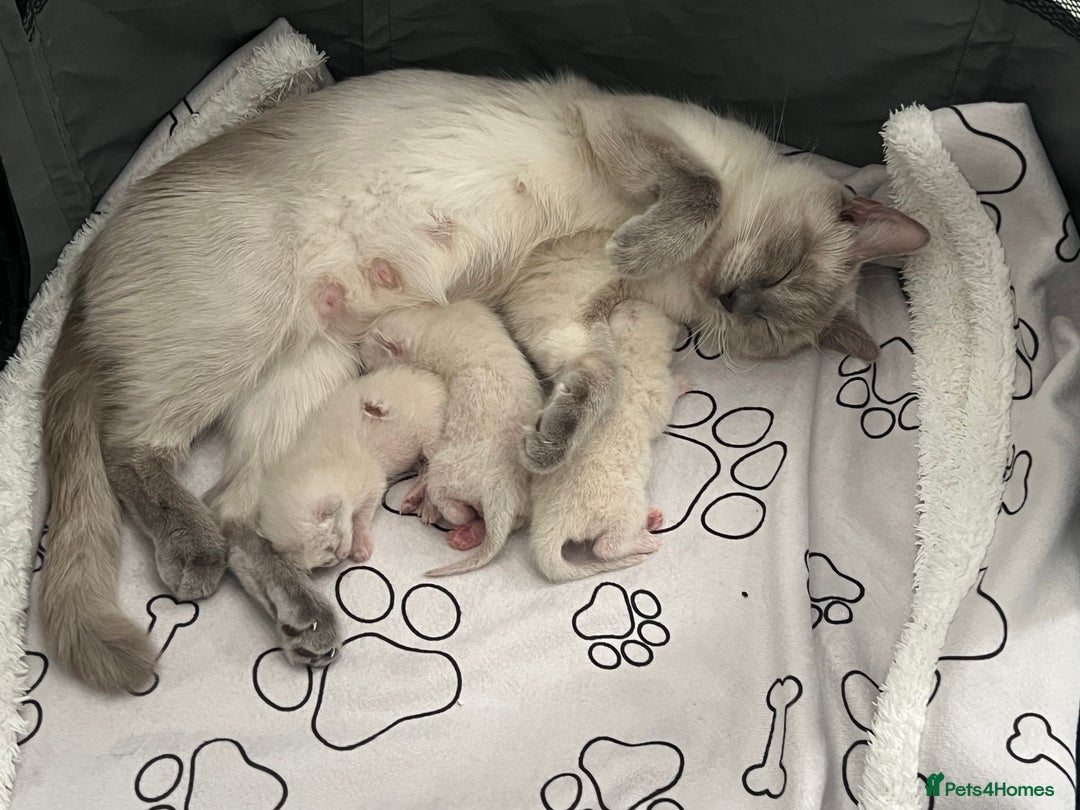 Ragdoll cats for sale: Adorable kittens Ragdoll for sale  - Image 17