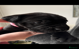 Cane Corso dogs for sale: 🐾‼️💕LAST GIRL💕‼️🐾 - Advert 17