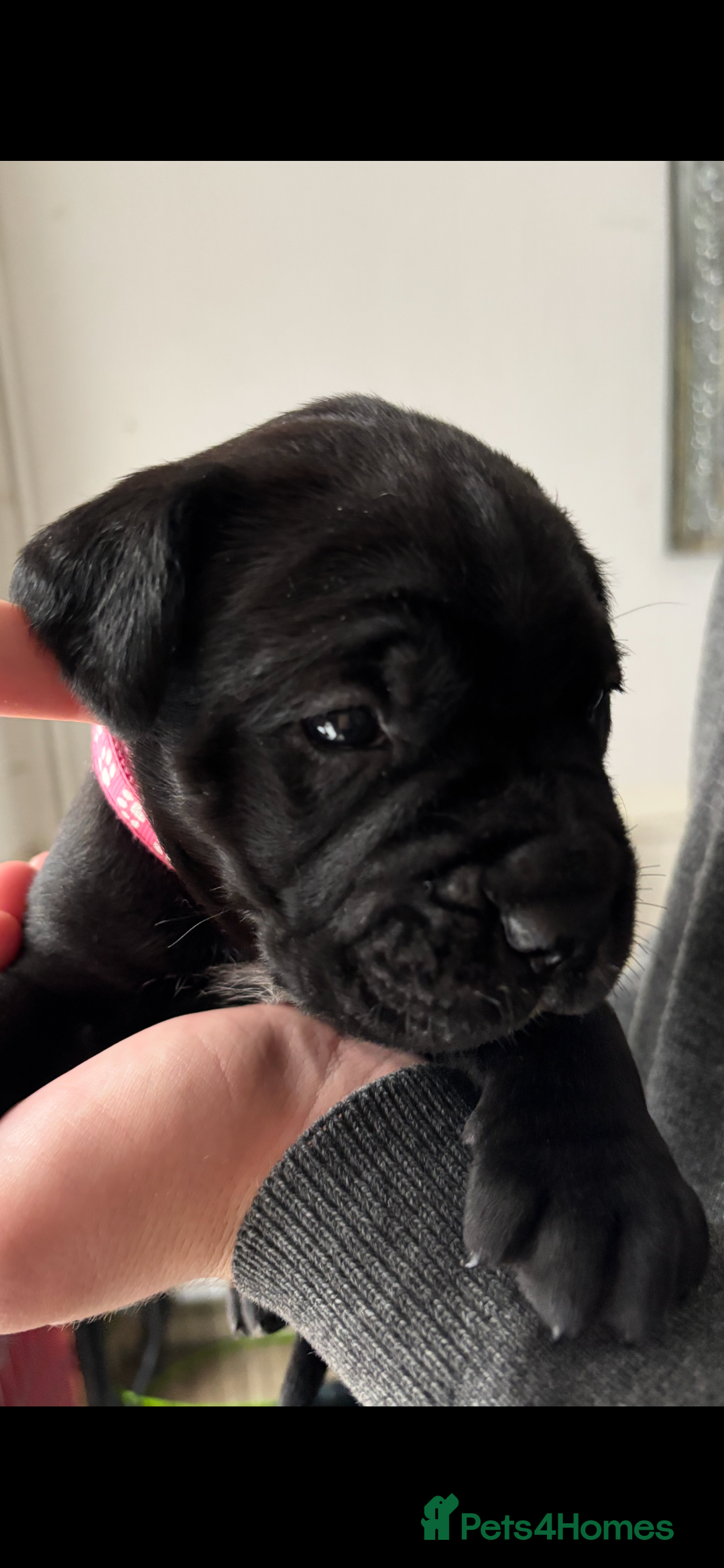 Cane Corso dogs for sale: 🐾‼️💕LAST GIRL💕‼️🐾 - Advert 17