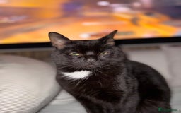 Domestic Shorthair cats for sale: 2 year old cat  - Image 3