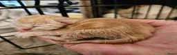 British Shorthair cats for sale: Bundles of fluff - Advert 6