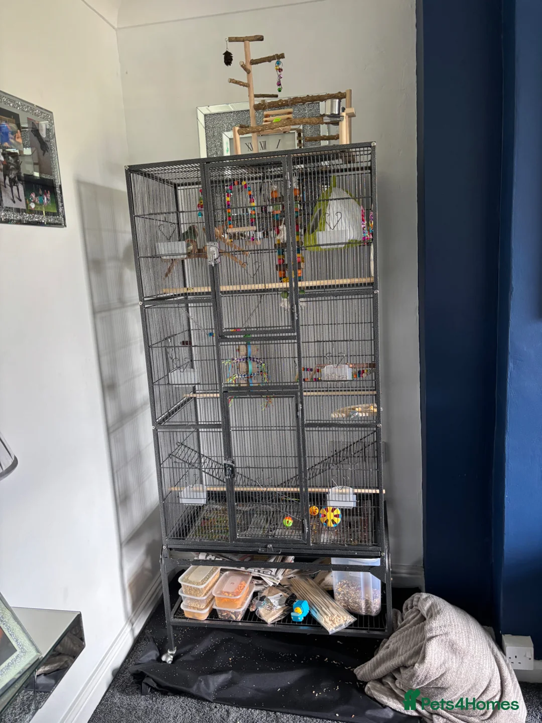 Conures birds for sale: Green cheek conure and cage comes with everything - Advert 2