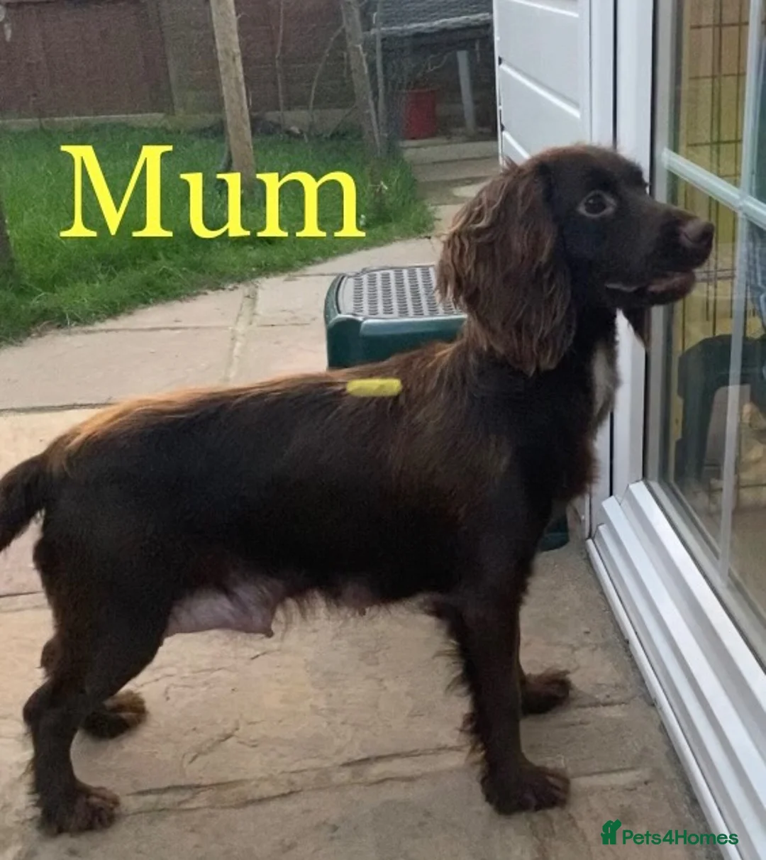 Cocker Spaniel dogs for sale: Female cocker spaniel  in Aylesford - Advert 1