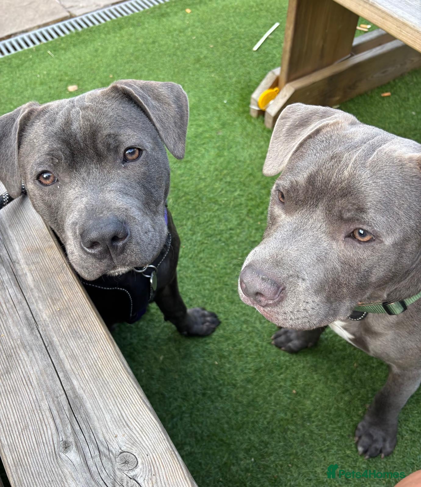 Staffordshire Bull Terrier dogs 2 16 month old staffys for sale  - Advert 1