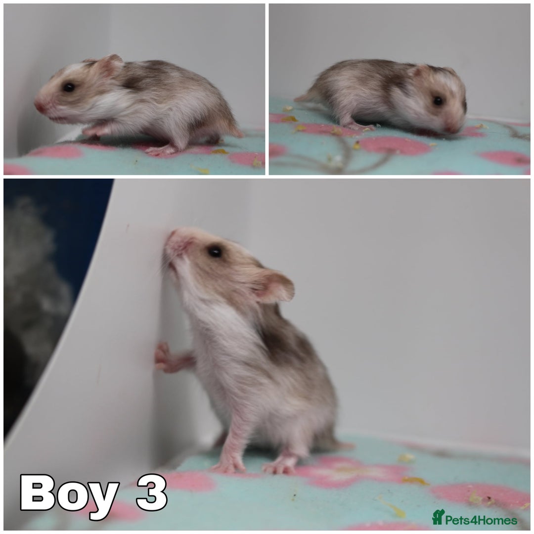 Hamster rodents for sale: Beautiful Syrian hamsters ready to reserve - Advert 6