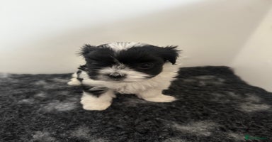 Maltipoo dogs - Advert 1