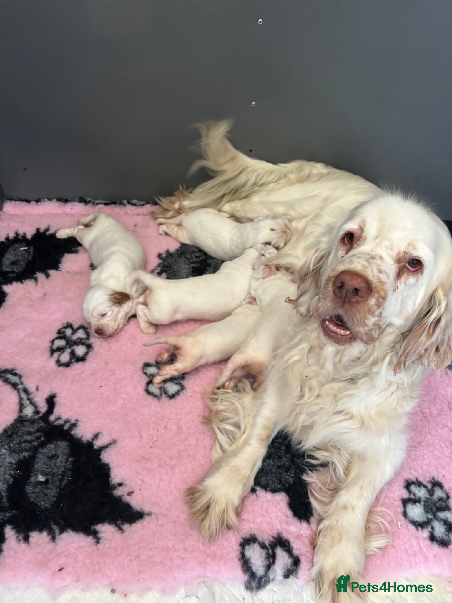 Clumber Spaniel dogs Top Quality Clumbers  - Advert 3