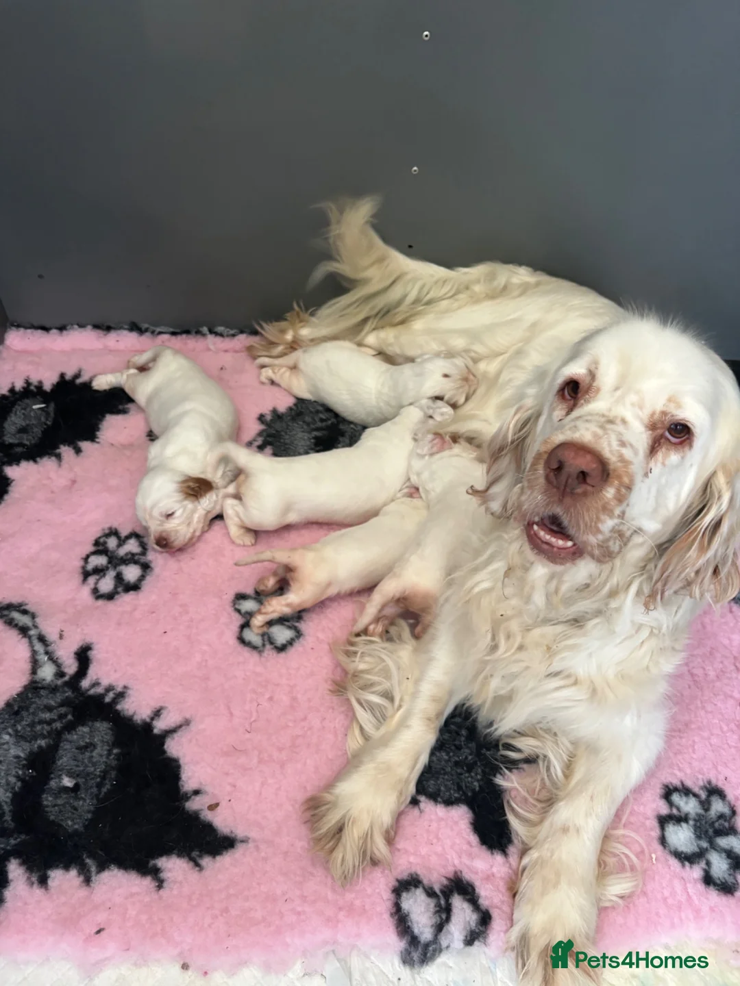 Clumber Spaniel dogs for sale: Top Quality Clumbers  - Advert 1