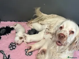 Clumber Spaniel dogs Top Quality Clumbers - Advert 4