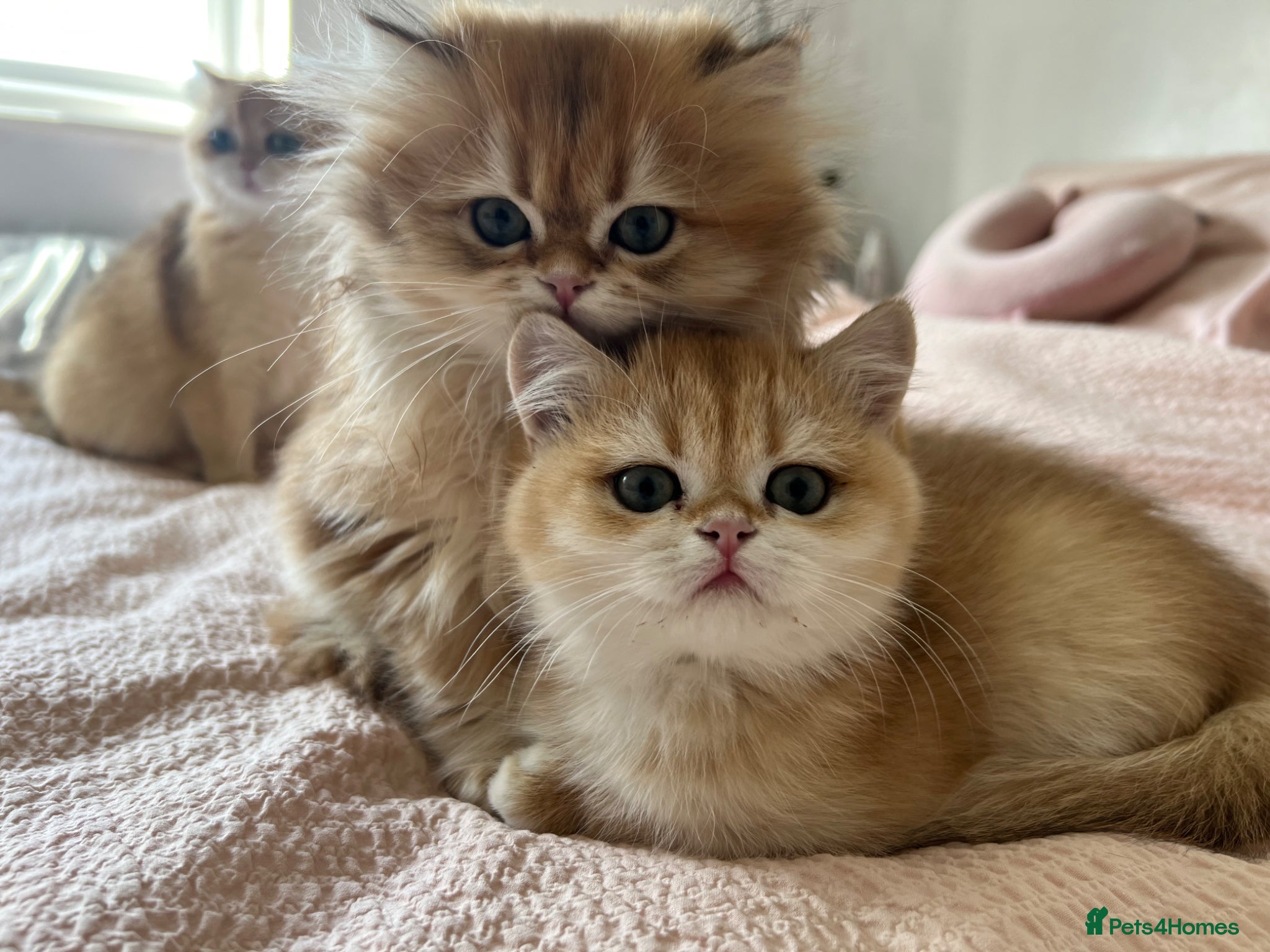 British Shorthair cats for sale: Gorgeous Golden British Longhair Kitten  - Advert 1